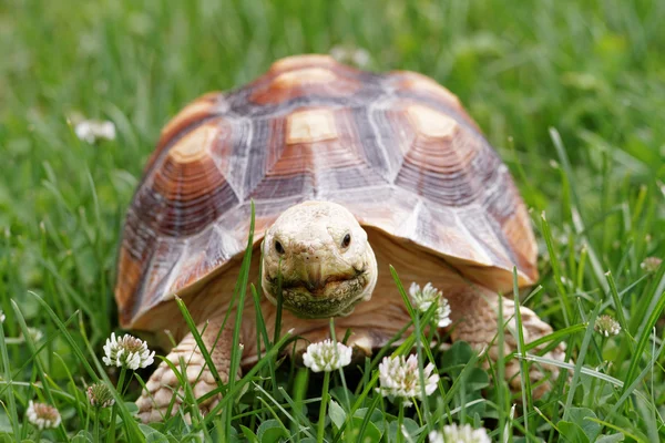 Tortuga estimulada africana — Foto de Stock