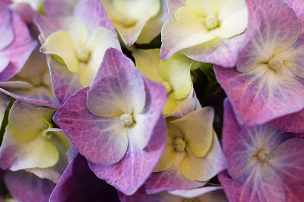 Hermosa y colorida hortensia — Foto de Stock