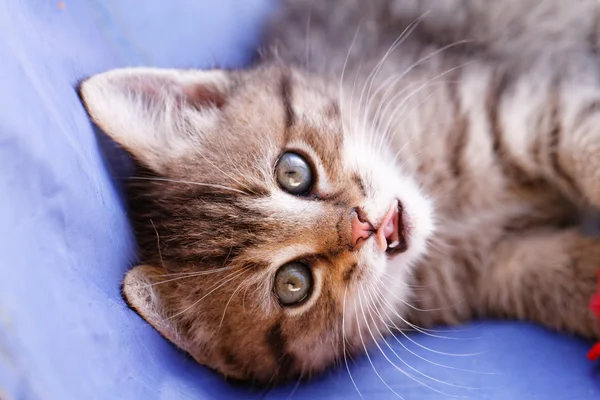 Gato pequeno bonito — Fotografia de Stock