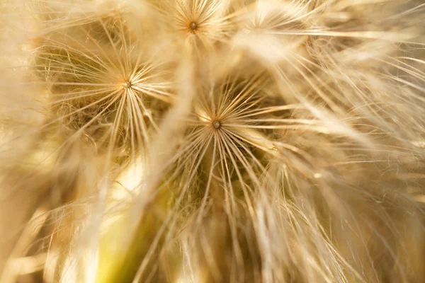 Mniszek nasiona w wiatr — Zdjęcie stockowe