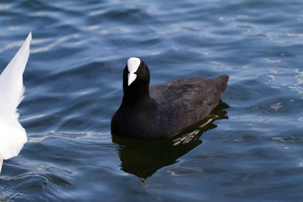 Μαύρο mallard στη λίμνη — Φωτογραφία Αρχείου