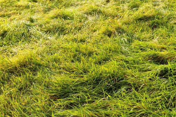 Groen gras in park — Stockfoto