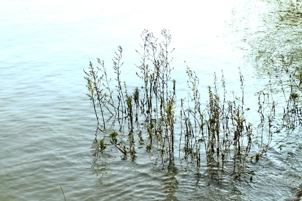 Göl günbatımı sırasında çimen — Stok fotoğraf