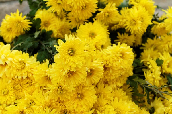 Güzel sarı çiçekler — Stok fotoğraf