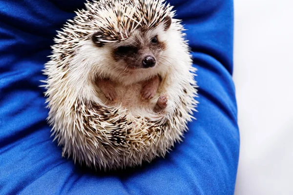 Hedgehog op blauwe Zitzak — Stockfoto