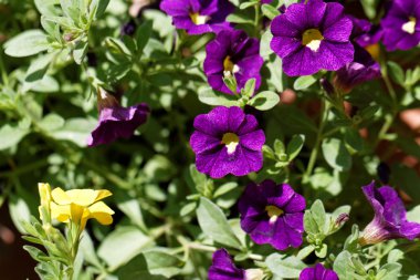 güzel mor Petunya