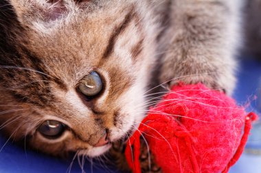 sevimli küçük kedi