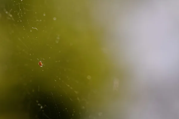 Small spider in cobweb — Stock Photo, Image