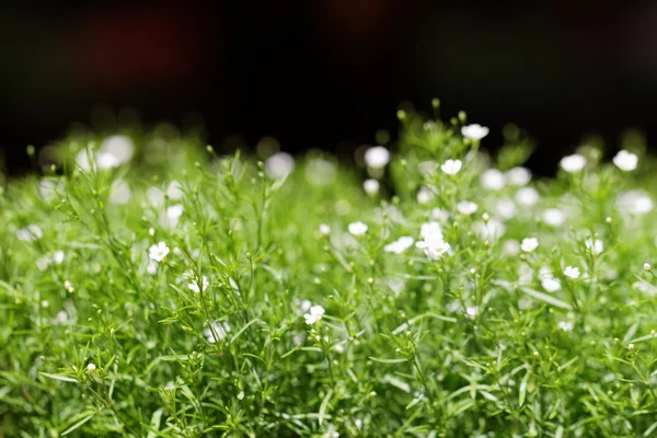 Pachnące Lobularia maritima — Zdjęcie stockowe