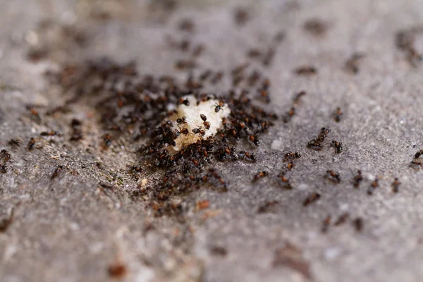 Muchas hormigas en el pan — Foto de Stock