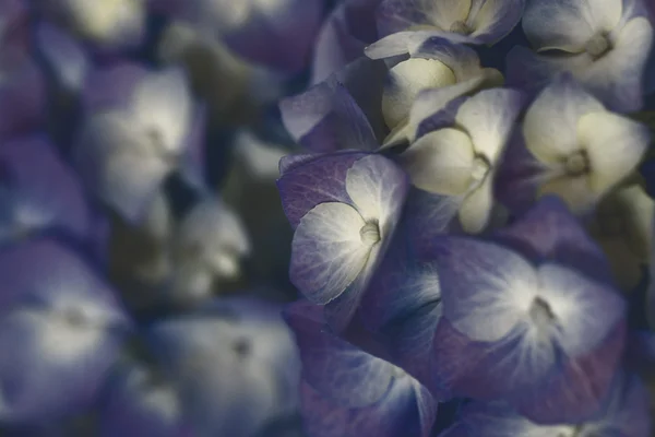 Hortênsia bonita e colorida — Fotografia de Stock