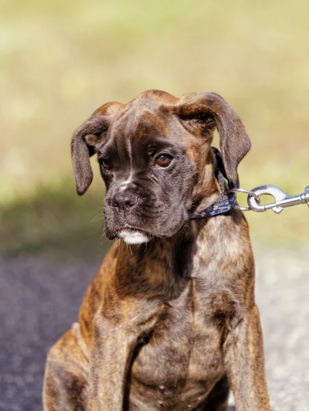 Kahverengi boxer köpek — Stok fotoğraf