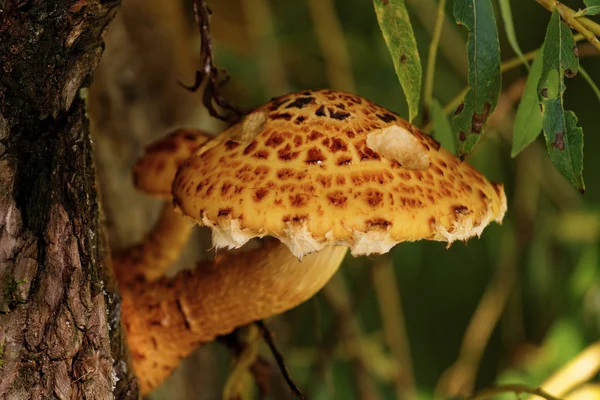 Brown tree fungus — Stock Photo, Image