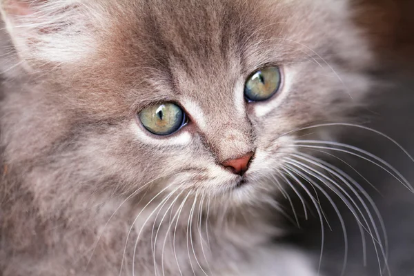 Ładny mały kot — Zdjęcie stockowe