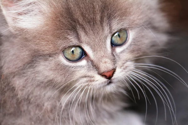 Lindo gato pequeño — Foto de Stock