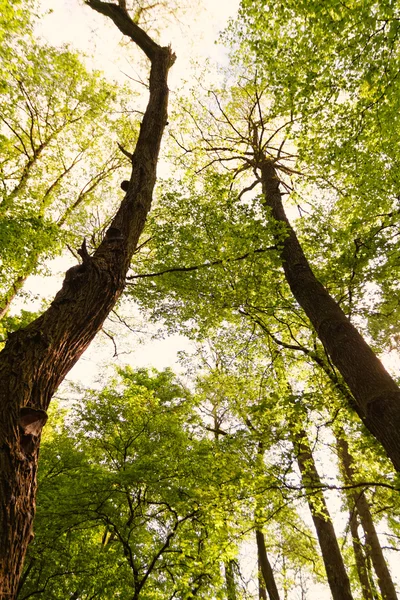 Bahar yeşil orman — Stok fotoğraf