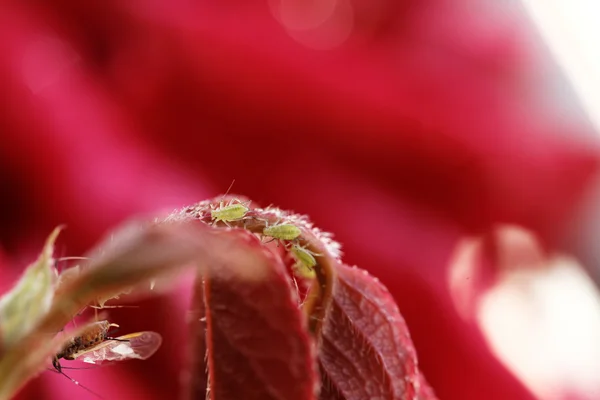 Πράσινα aphids σε τριαντάφυλλο — Φωτογραφία Αρχείου