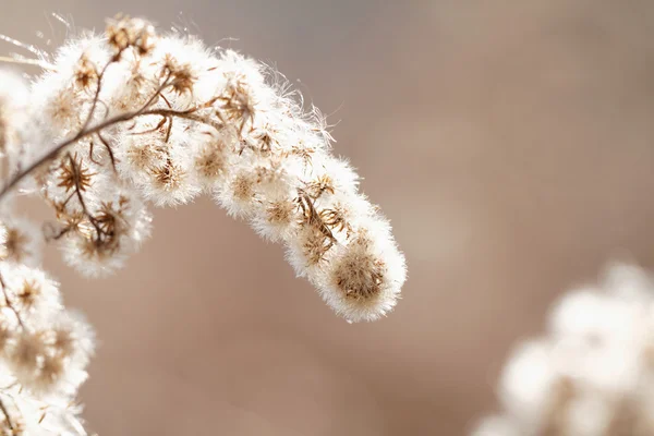 Trockene flauschige Pflanze — Stockfoto