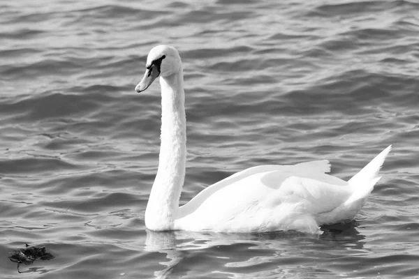 Cisne blanco en el lago — Foto de Stock