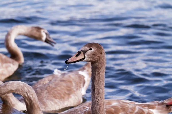 Vilda gässen i sjön — Stockfoto