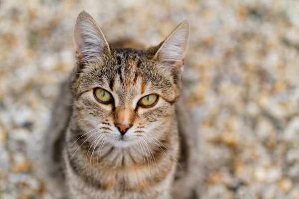 Söt brun katt — Stockfoto