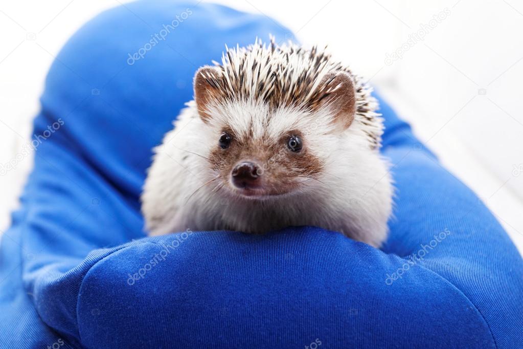 hedgehog on blue beanbag