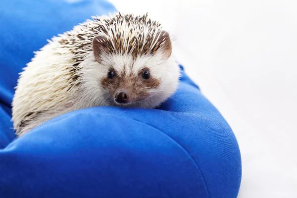 Hedgehog op blauwe Zitzak — Stockfoto