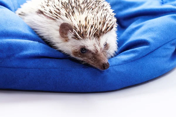 Hedgehog op blauwe Zitzak — Stockfoto