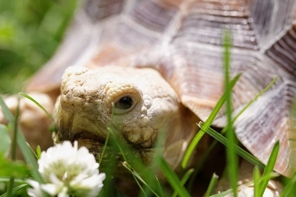 African Spurred Tortoise — Stock Photo, Image