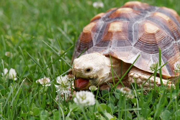 Afrikanska sporrade sköldpadda — Stockfoto
