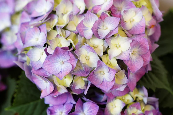 Belle et colorée hortensia — Photo