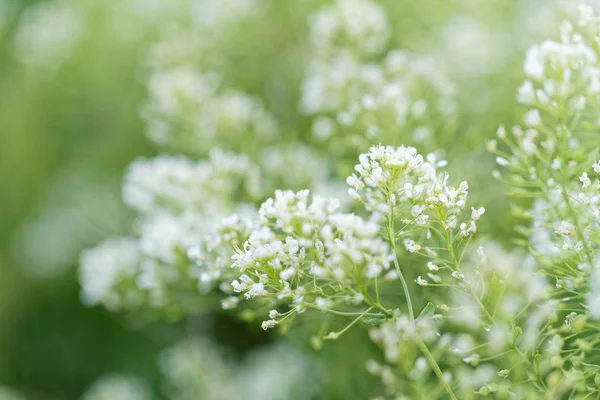 Fiori bianchi piccoli — Foto Stock