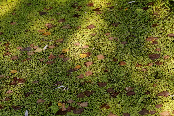緑の藻と水します。 — ストック写真