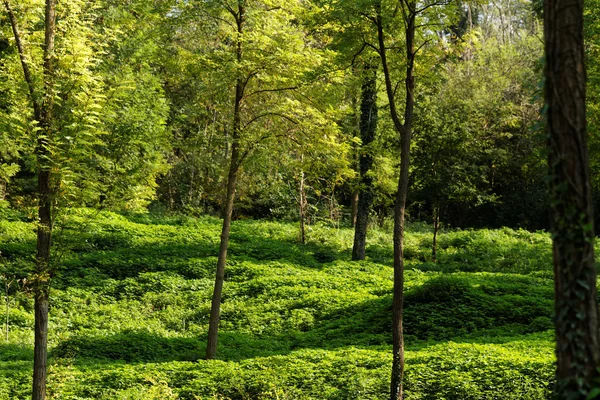 Grön park i city — Stockfoto