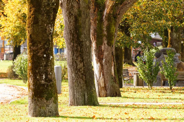 市の緑豊かな公園 — ストック写真