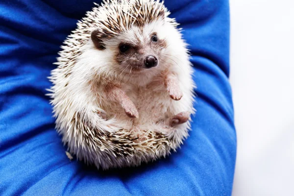 Hedgehog op blauwe Zitzak — Stockfoto