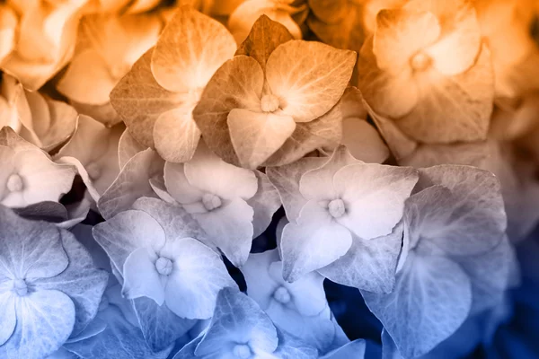 Hermosa y colorida hortensia — Foto de Stock