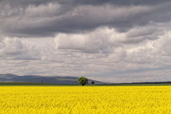 Field of rapeseed  and clouds — Stock Photo, Image