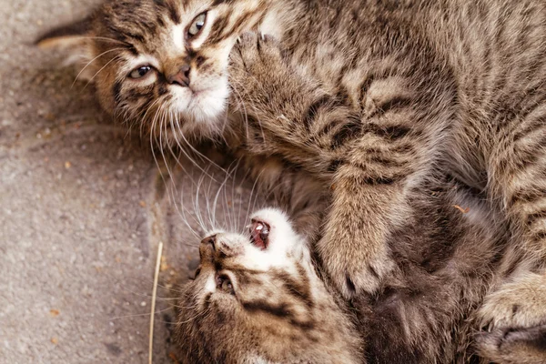 Милые маленькие кошки — стоковое фото