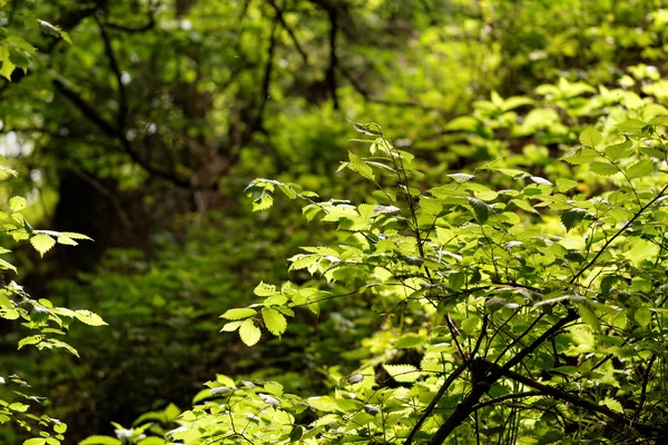 Grüne frische Blätter — Stockfoto