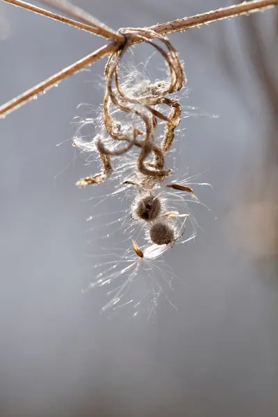 Tørt efterår plante - Stock-foto