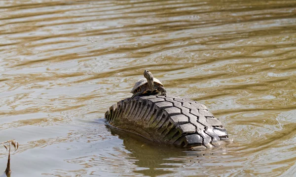 Nette Schildkröte im Teich — Stockfoto