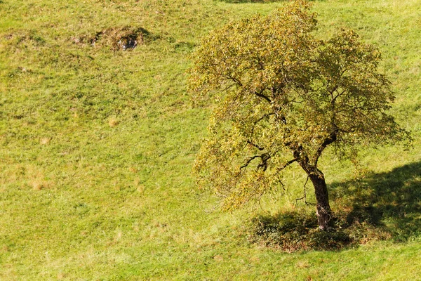 空緑豊かな公園 — ストック写真