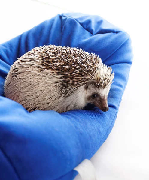 Foto Söt Igelkott Blå Beanbag — Stockfoto