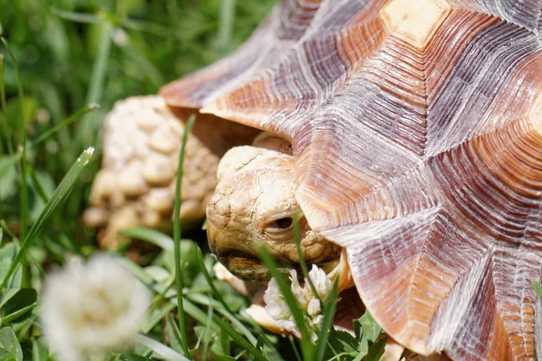 Cute Turtle Crawling Green Grass — Stock Photo, Image