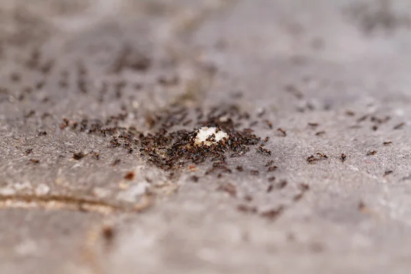 Foto Muchas Hormigas Pan — Foto de Stock