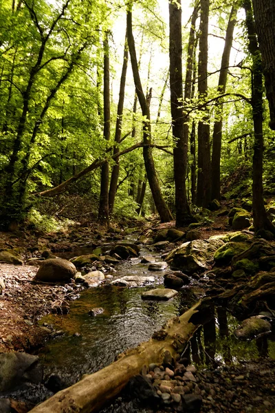 Foto Van Prachtige Brooks Het Bos — Stockfoto