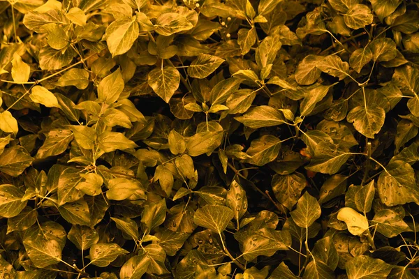 阳光下的绿色植物照片 — 图库照片