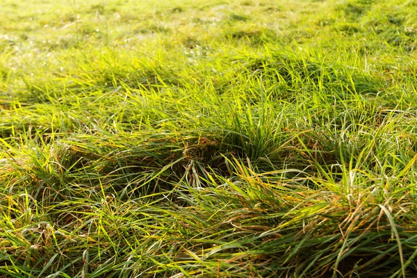 Close Photo Green Grass Park — Stock Photo, Image