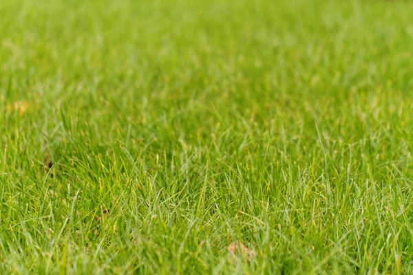 Close Photo Green Grass Park — Stock Photo, Image